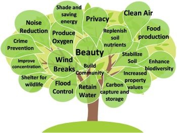 The importance of trees