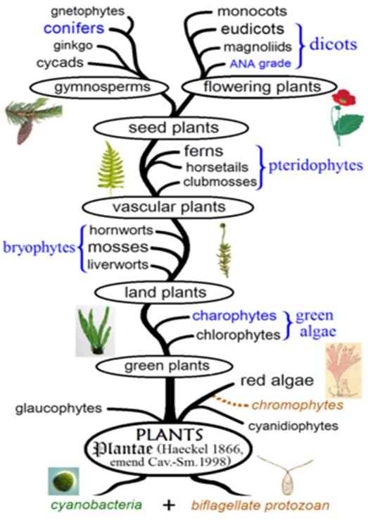 From pines to Flowers infograph