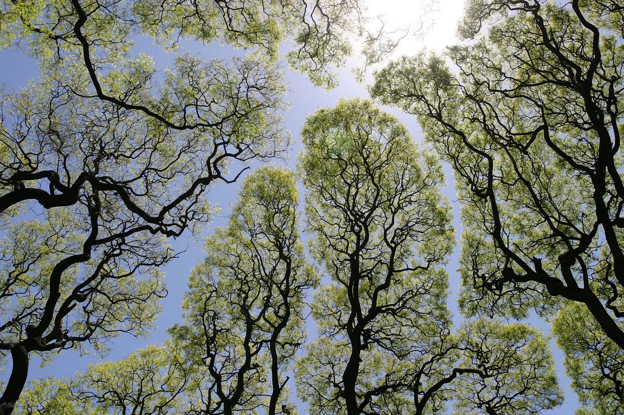Crown shyness in trees